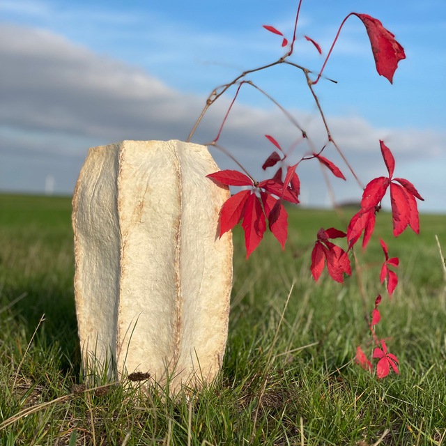 Mycelium en natuur