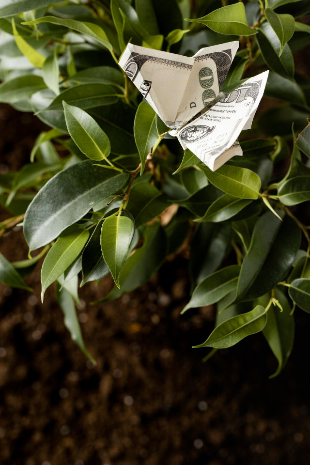 Leaves with money